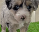 Mini Huskydoodle Puppies For Sale Fairfield Furbabies